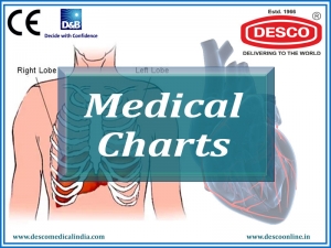Find Variety of Health Charts & Model Manufacturer in India